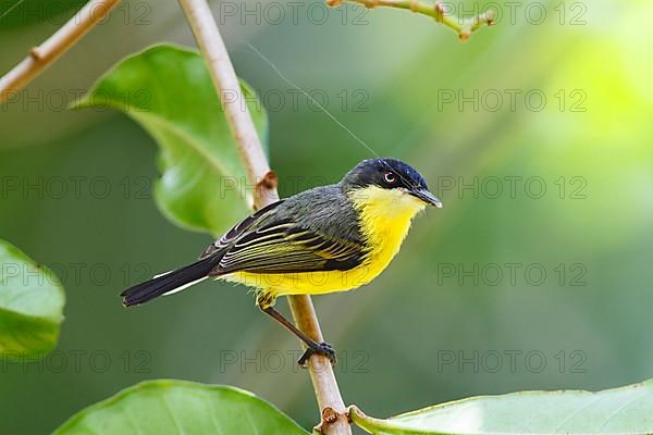 Common flycatcher