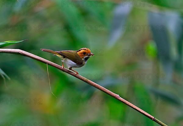 Rufous-faced Warbler