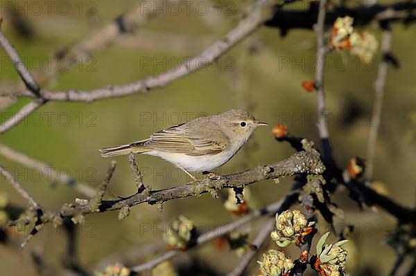 Eastern Bonelli's Warbler