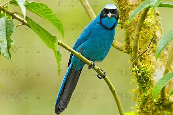 Turquoise Jay