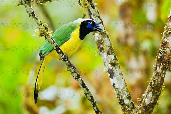 Green jay