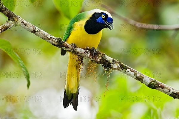 Green jay