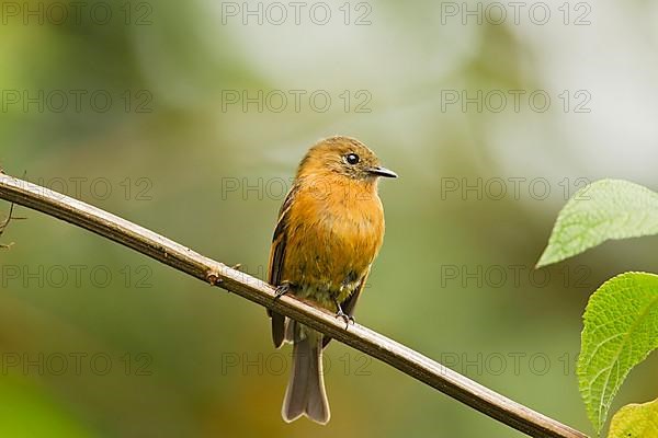 Cinnamon Flycatcher