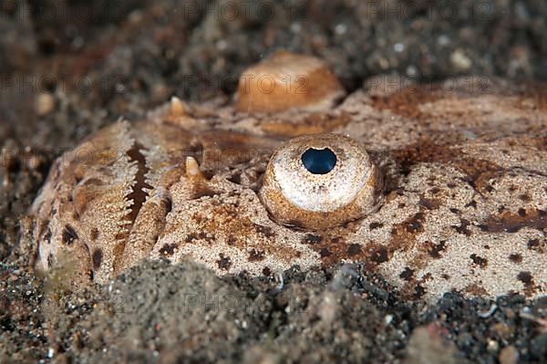 Marbled Stargazer