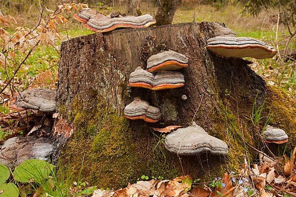 Red banded polypore