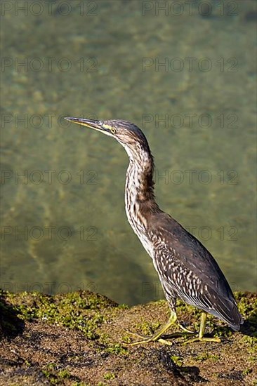 Striated Heron