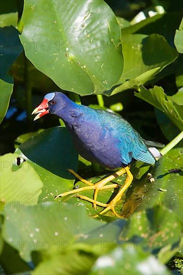 Purple Gallinelle