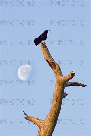 Boat tailed grackle