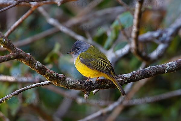 Grey-headed flycatcher