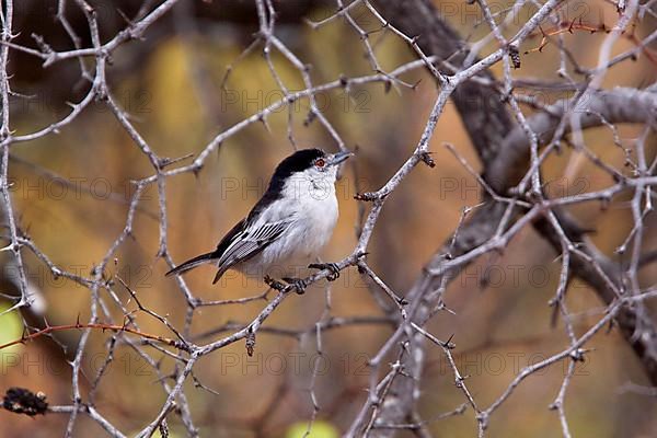 Snowball Shrike