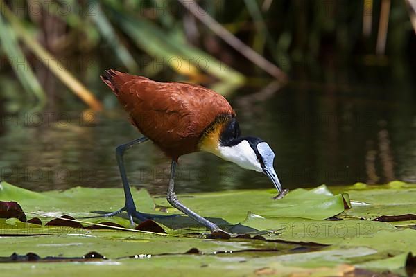 Actophilornis africana