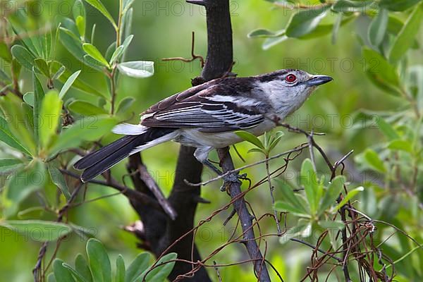 Snowball Shrike