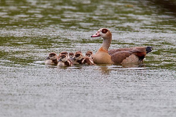 Egyptian goose and goslings