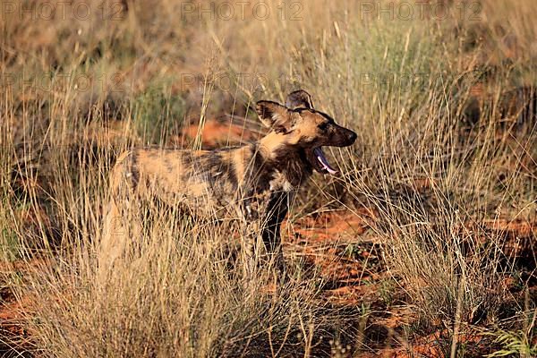 African Wild Dog