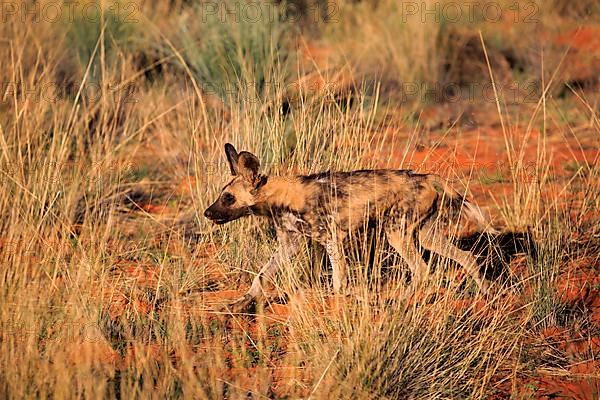 African Wild Dog