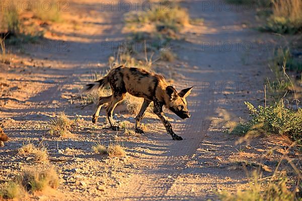 African Wild Dog