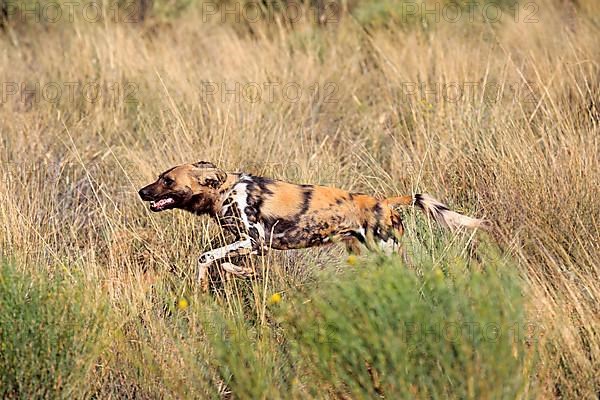 African Wild Dog