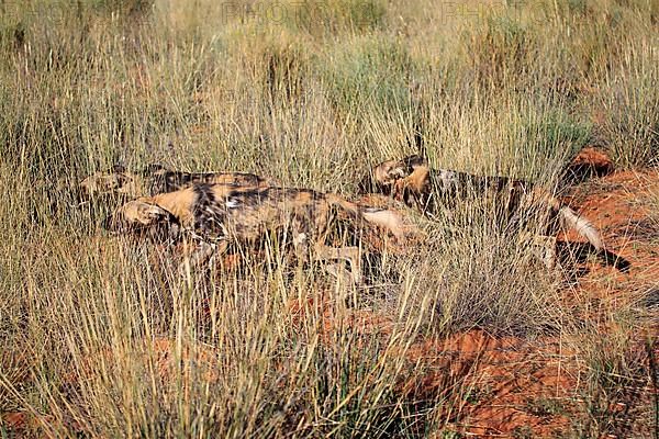 African Wild Dog