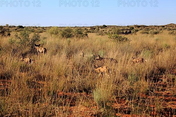 African Wild Dog