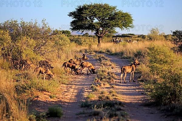 African Wild Dog