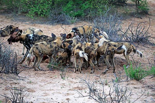 African Wild Dog