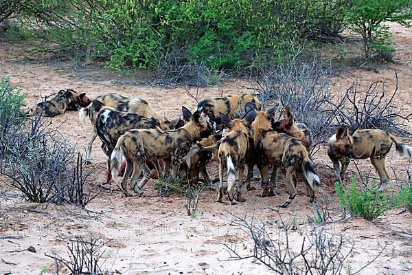 African Wild Dog