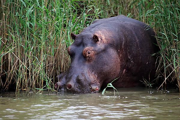 Hippopotamus