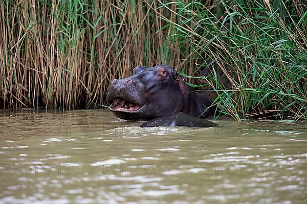 Hippopotamus