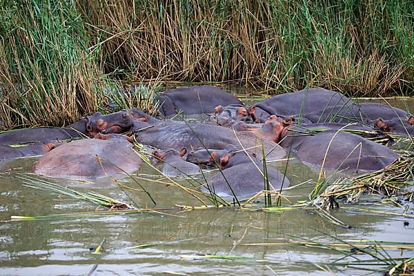 Hippopotamus