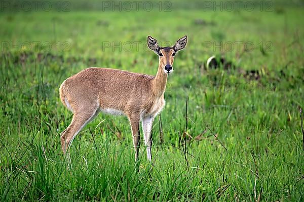 Southern Reedbuck