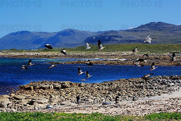 Cape of the Good Hope