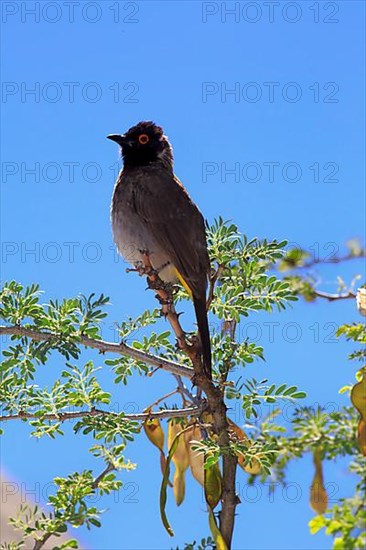 African red-eyed bulbul