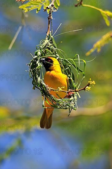 Southern masked weaver