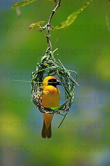 Southern masked weaver