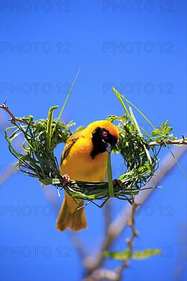 Southern masked weaver