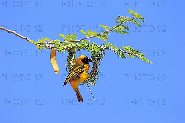 Southern masked weaver