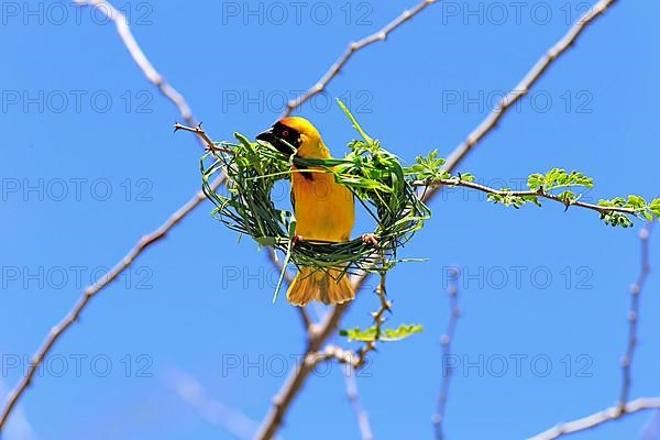 Southern masked weaver