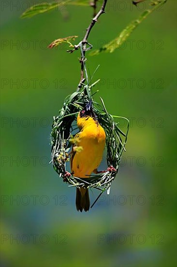 Southern masked weaver