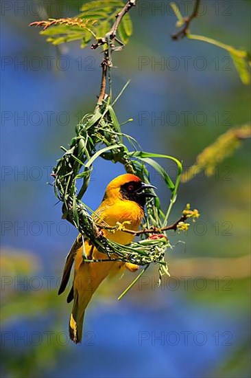 Southern masked weaver