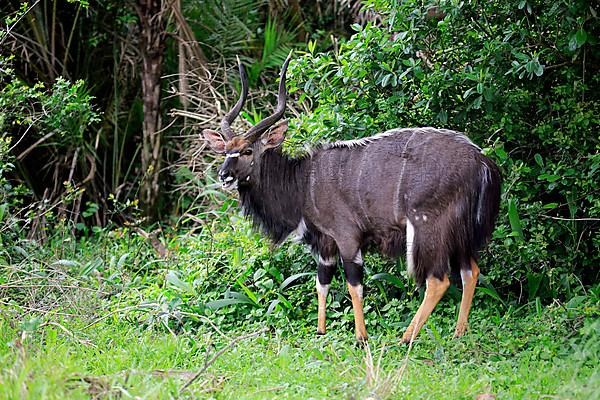 Nyala