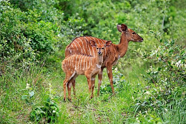 Nyala