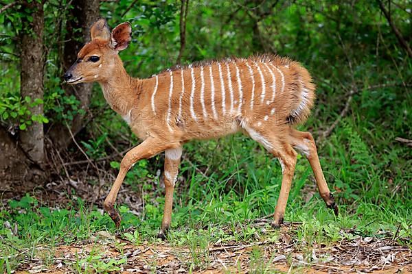 Nyala