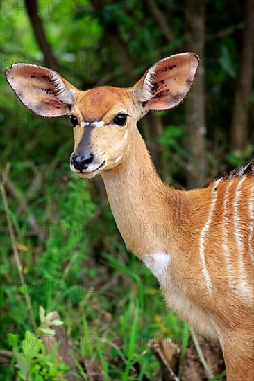 Nyala