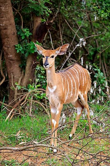 Nyala