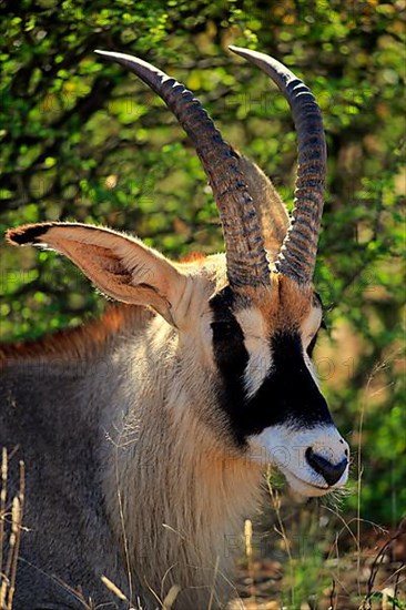 Roan antelope