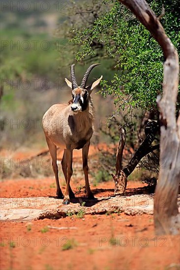 Roan Antelope