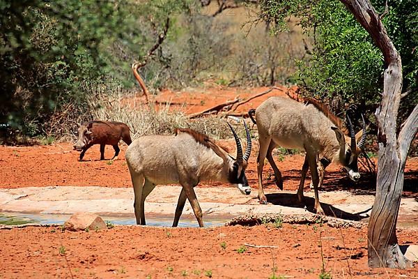 Roan Antelope