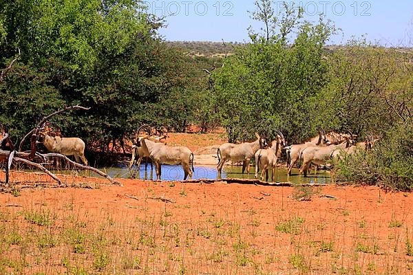 Roan Antelope