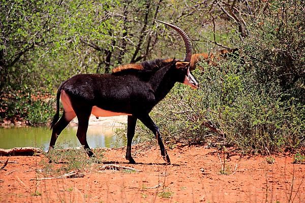 Sable antilope