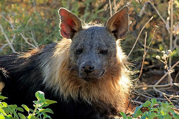 Brown hyena